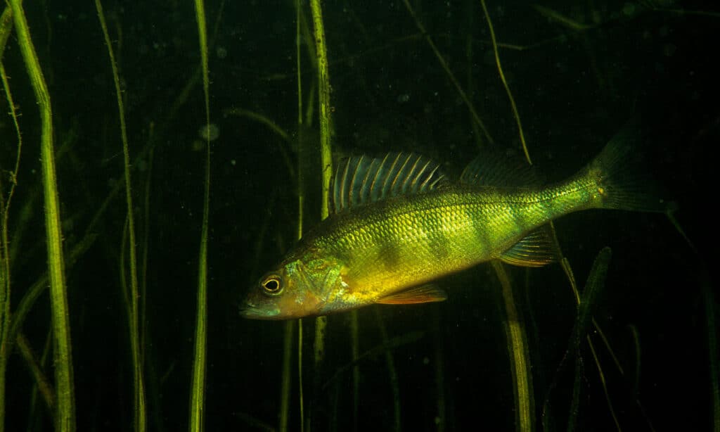 Pesce persico giallo