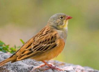 Ortolano incinta
