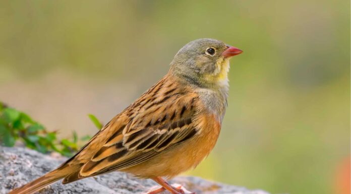 Ortolano incinta
