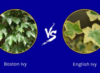 Boston Ivy vs English Ivy: quali sono le differenze?
