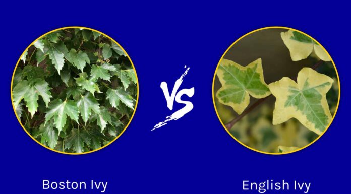 Boston Ivy vs English Ivy: quali sono le differenze?

