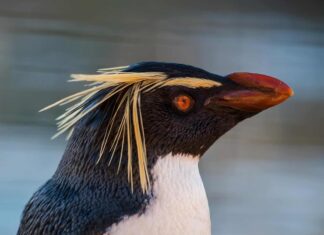 A close-up of a Rockhopper Penguin at Edinburgh Zoo, UK.