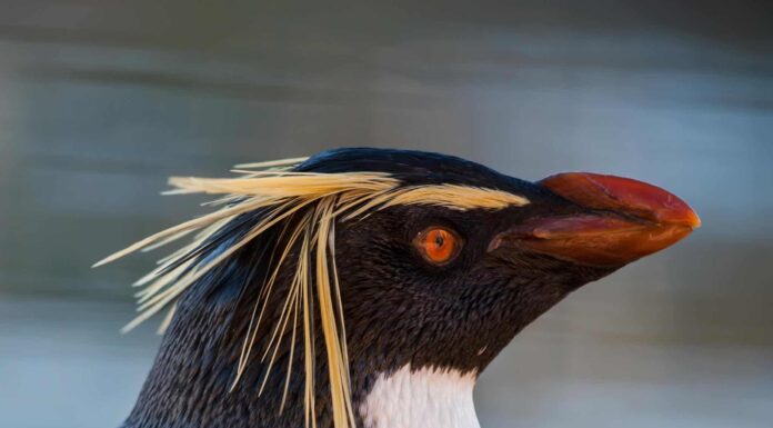 A close-up of a Rockhopper Penguin at Edinburgh Zoo, UK.
