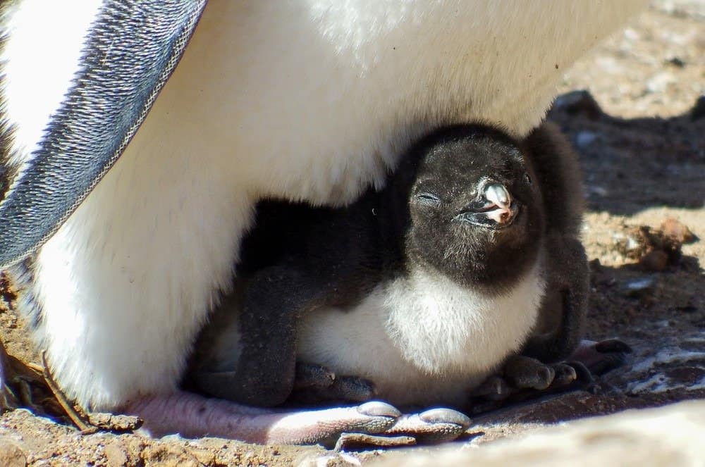 baby pinguino - pulcino di pinguino saltaroccia che si gode il sole
