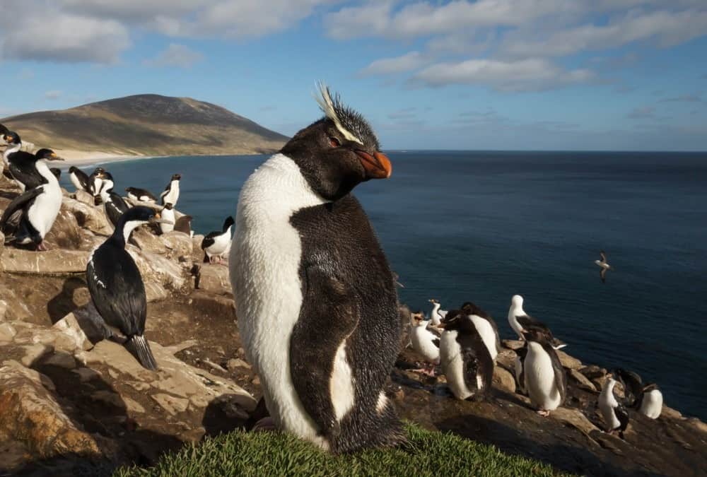 Primo piano di un pinguino saltaroccia (Eudyptes chrysocome) in piedi in un gruppo di pinguini e cormorani imperiali su una zona costiera delle Isole Falkland.