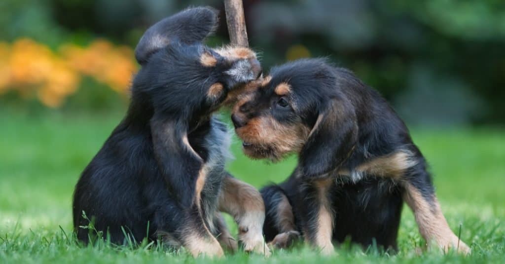 Due cuccioli di Otterhound che giocano.