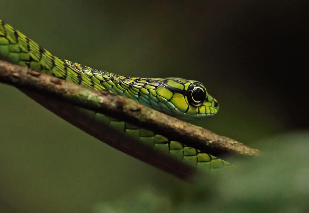 Serpente dell'albero verde dagli occhi grandi