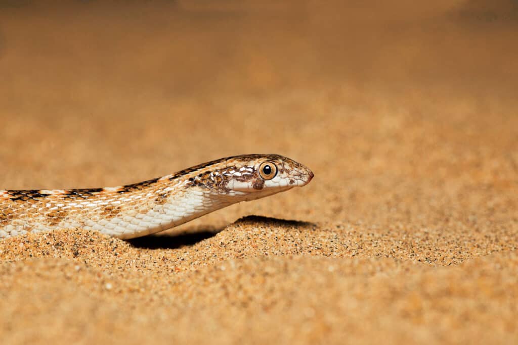 Awl Headed Snake, Lytorhynchus diadema emergente dalla sabbia, il Parco Nazionale del Deserto, Rajasthan, India