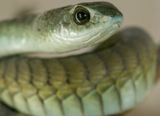 Blue-Eyed Leucistic Python (or Blue-Eyed Lucy)