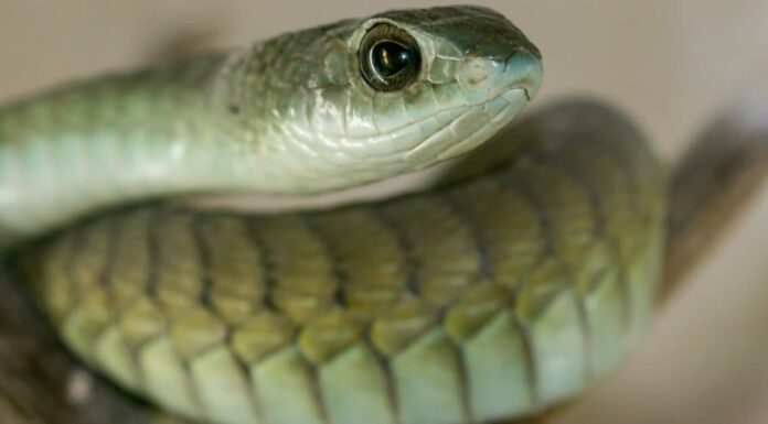 Blue-Eyed Leucistic Python (or Blue-Eyed Lucy)