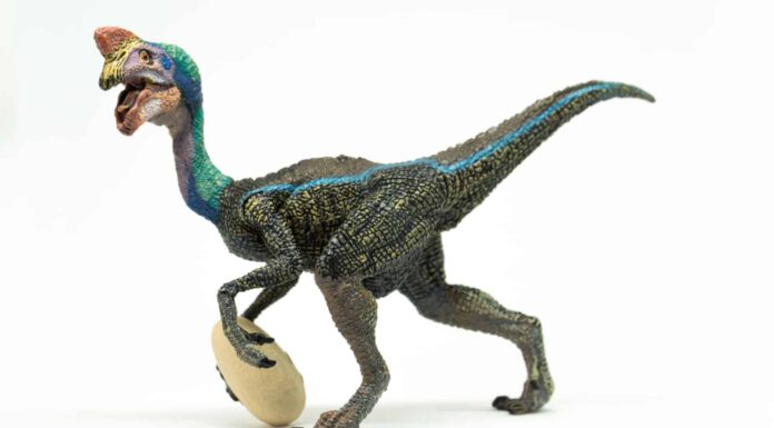 Oviraptor
