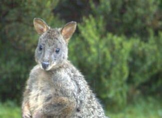 pademelon
