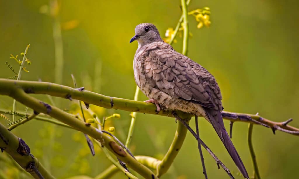 Inca Dove