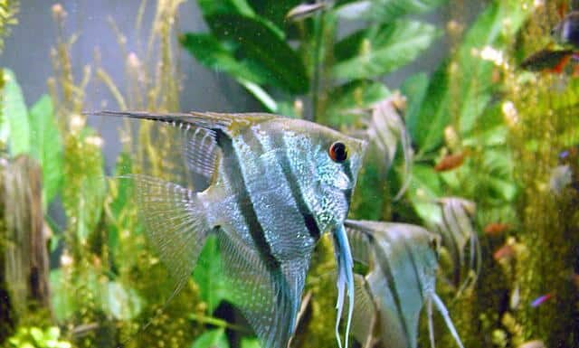 10 incredibili fatti di pesce angelo
