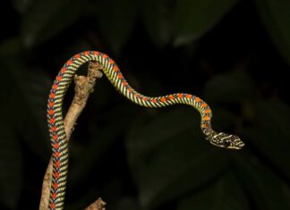 Serpente volante del paradiso
