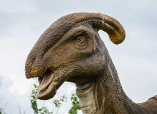 Parasaurolofo
