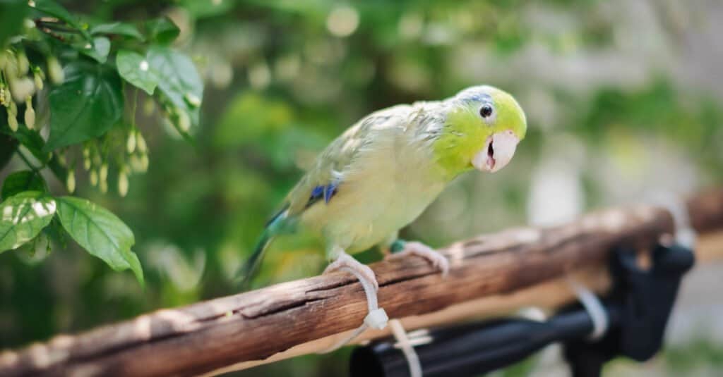 Parrotlet- pappagallo sul ramo