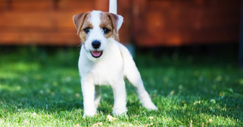 Cucciolo di Parson Russell Terrier in giardino