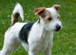 Parroco Russell Terrier
