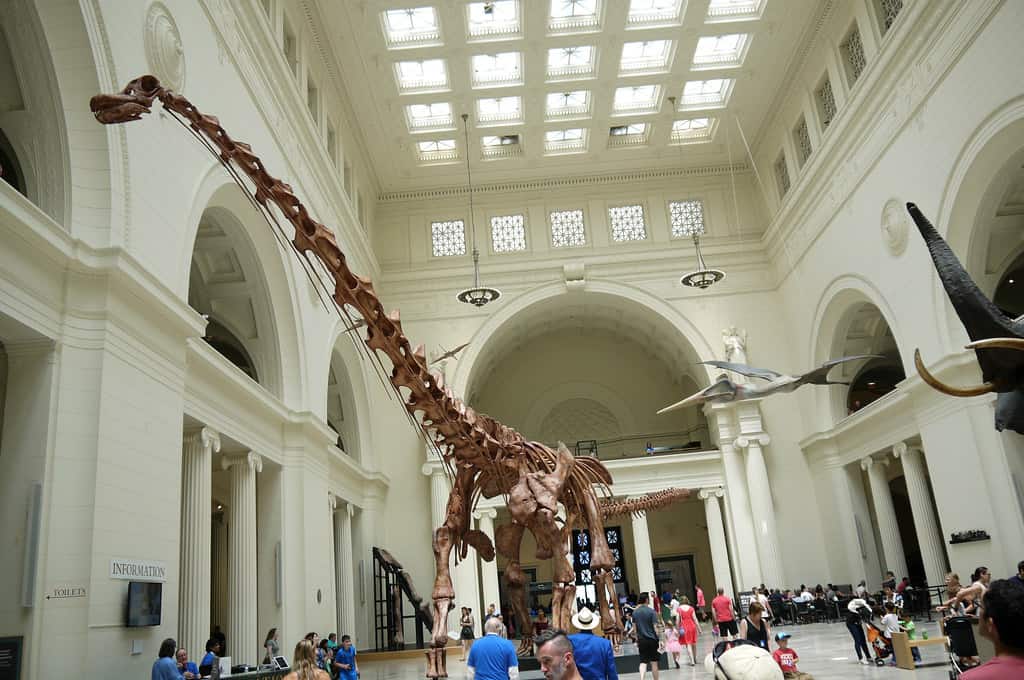 Due volte e mezzo più grande del T-Rex, questo dinosauro era enorme