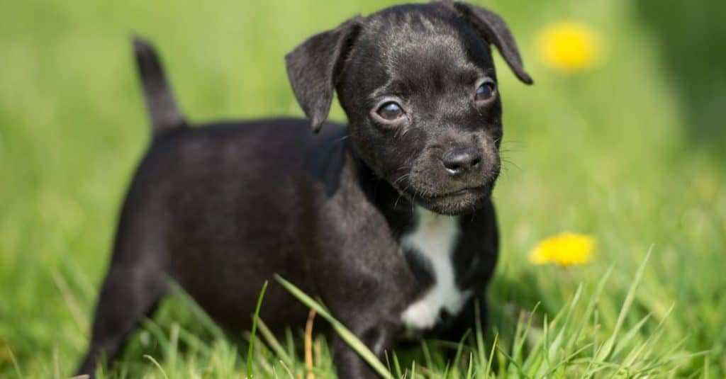 Black Patterdale Terrier cucciolo nell'erba di primavera