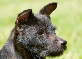 Terrier di Patterdale
