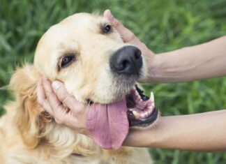 I cani possono avere l'Alzheimer?
