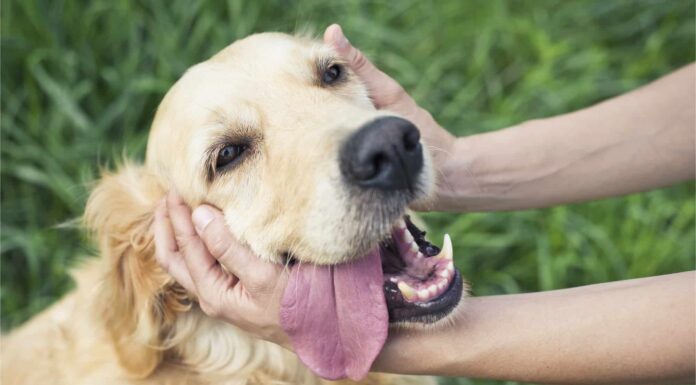 I cani possono avere l'Alzheimer?
