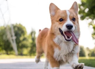 Pembroke Welsh Corgi
