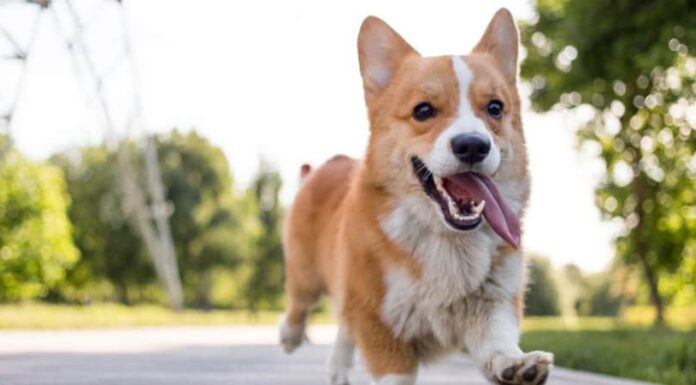 Pembroke Welsh Corgi
