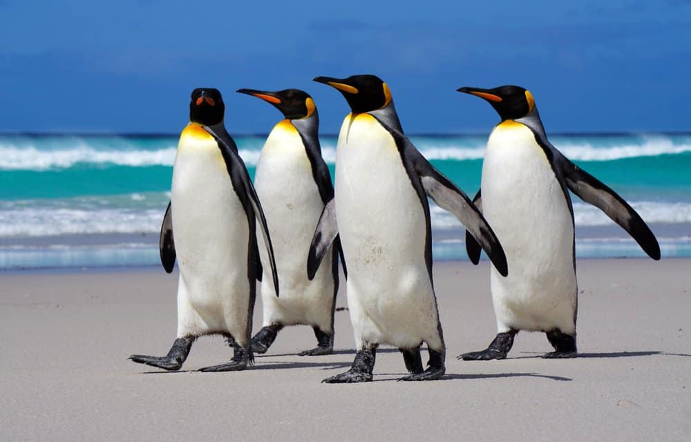 Pinguino (Aptenodytes Forsteri) - camminando sulla spiaggia