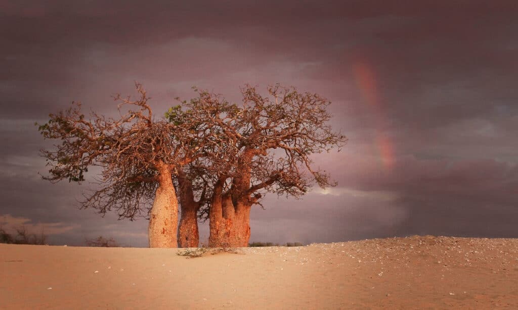 Il baobab africano