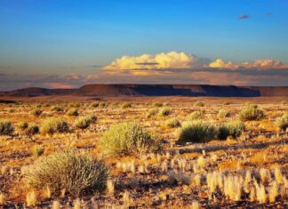 Il deserto del Kalahari
