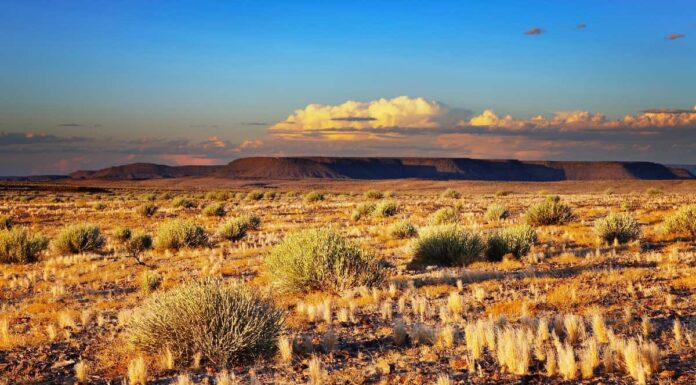 Il deserto del Kalahari
