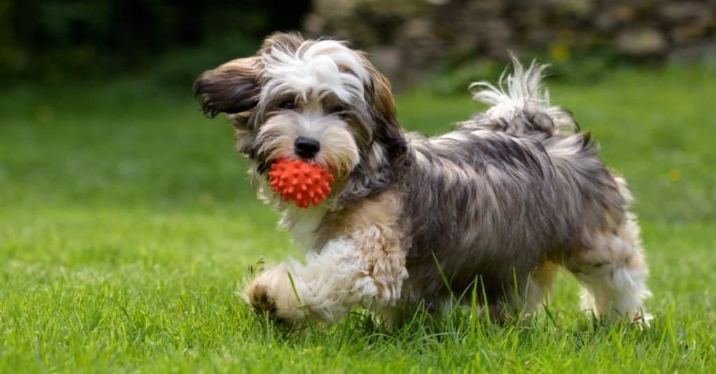 Giocoso cucciolo di cane Havanese che cammina con una palla rossa in bocca nell'erba