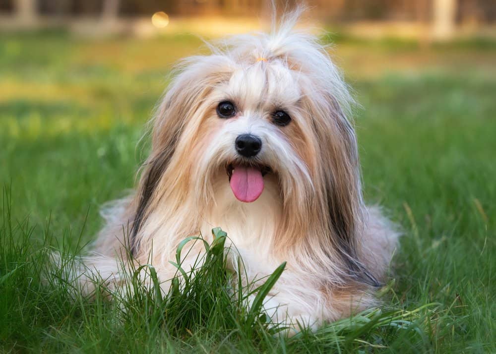 Havanese (Canis familiaris) - posa in erba