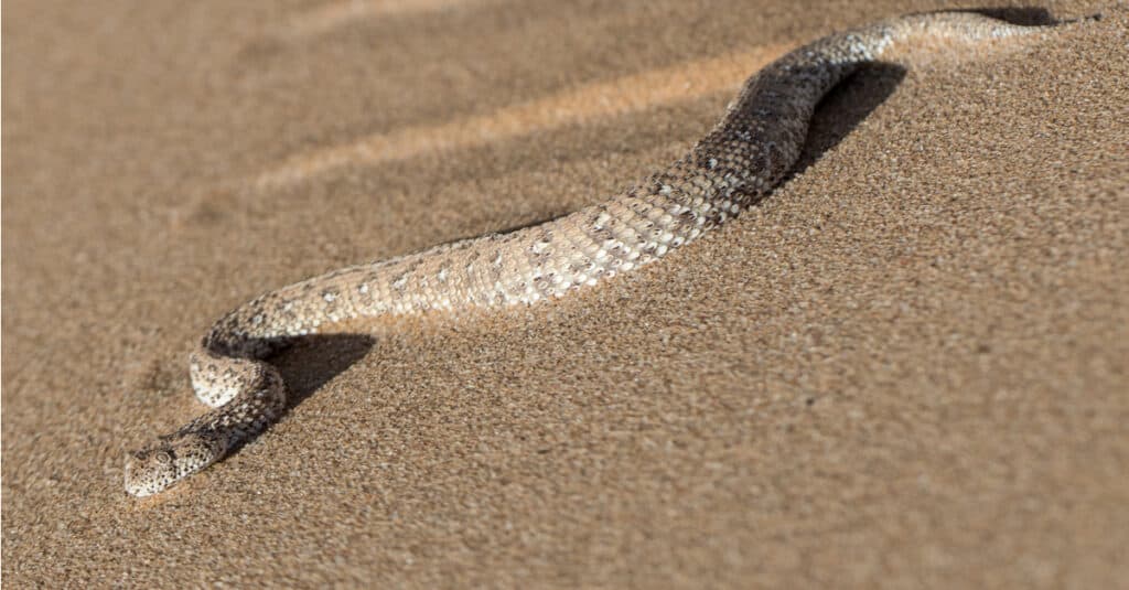 La vipera di Peringuey sulla sabbia