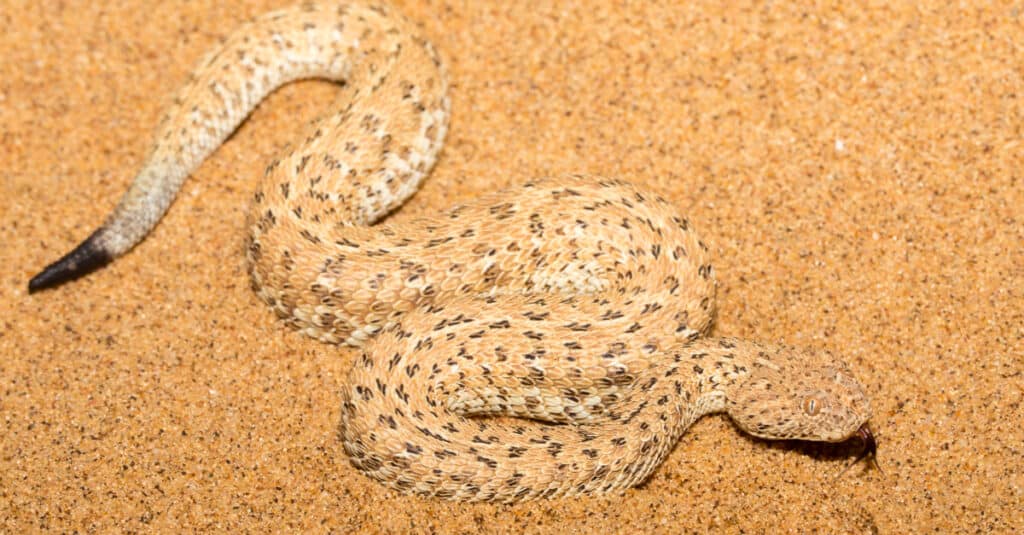 Vipera di Peringuey con coda nera