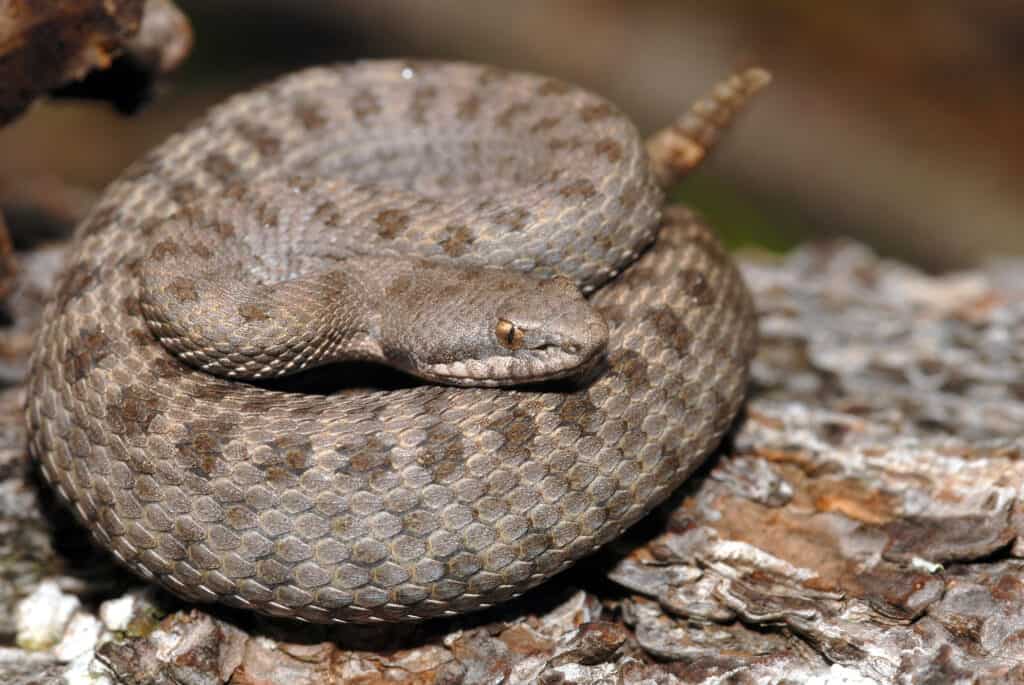 Sebbene i serpenti a sonagli a macchie gemelle siano piccoli, sono velenosi