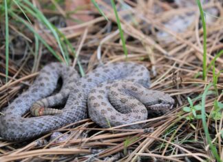 Scopri il più grande serpente a sonagli a doppia macchia mai registrato
