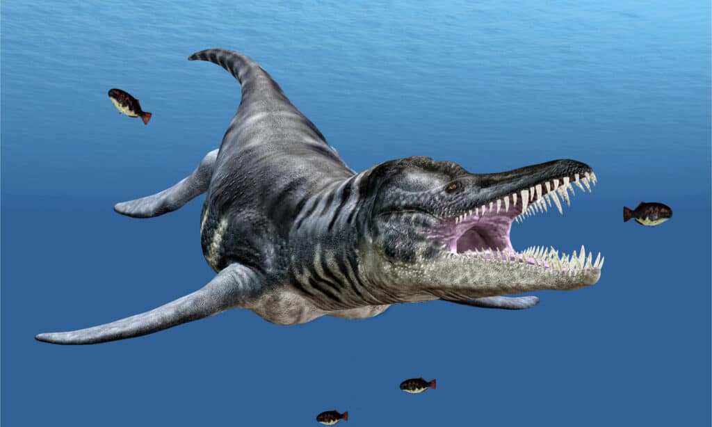 Illustrazione 3D della caccia al Liopleurodon