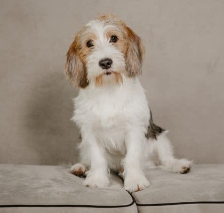 Un adorabile cucciolo di Petit Basset Griffon Vendéen seduto su un divano