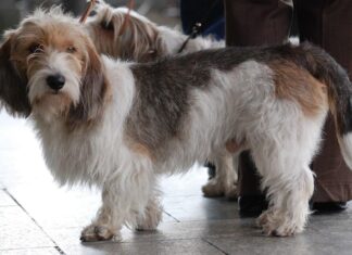 Piccolo Basset Griffon Vendeen
