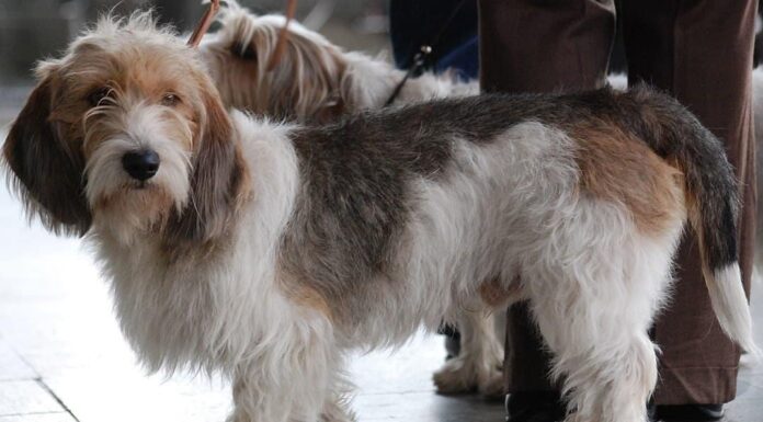 Piccolo Basset Griffon Vendeen
