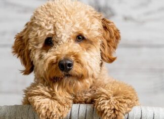 Piccolo Goldendoodle
