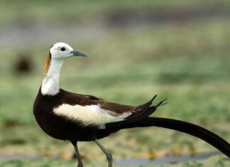 Jacana dalla coda di fagiano
