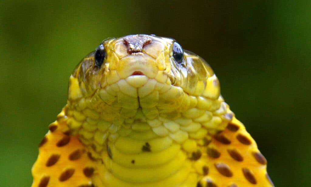 Samar cobra, Naja samarensis, un cobra endemico delle Filippine.  Questo è un serpente simile al cobra filippino.  Il cobra filippino ha occhi rotondi marrone scuro ed è piuttosto tozzo.