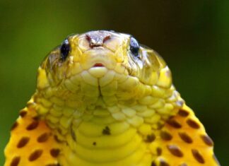 Samar cobra, a snake similar to the Philippine Cobra. The Philippine Cobra has a body that is light brown in color, decorated with dark brown blotches all over.