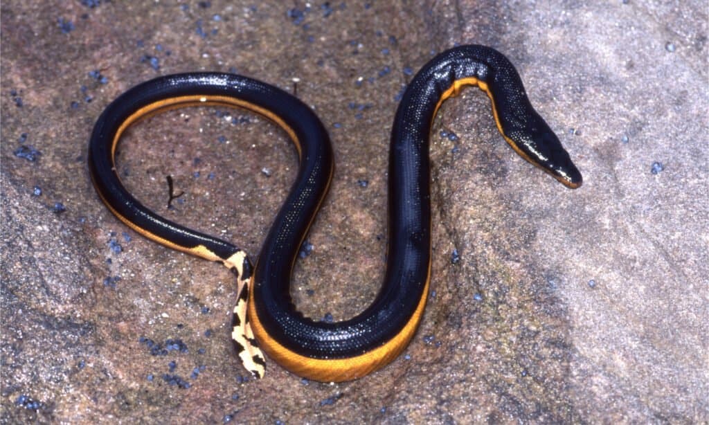 Un serpente di mare dal ventre giallo sulle rocce