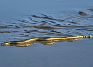 Scopri perché i serpenti marini muoiono spesso di sete mentre sono circondati dall'acqua
